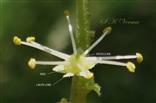  Male flower